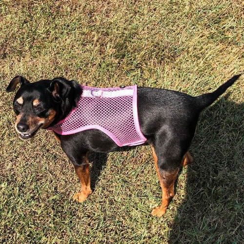 A black and tan little dog wearing the pink net Wrap-N-Go Harness.