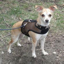 A tan Chihuahua wearing the black net Wrap-N-Go Harness.