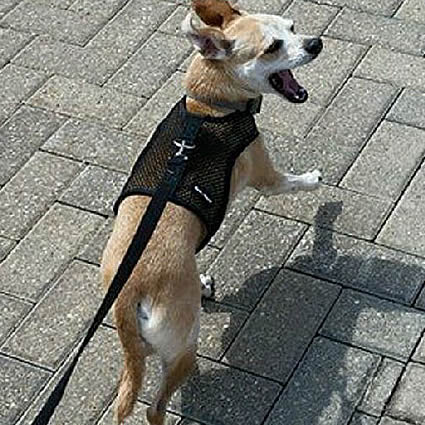 A tan Chihuahua wearing the black net Wrap-N-Go Harness.