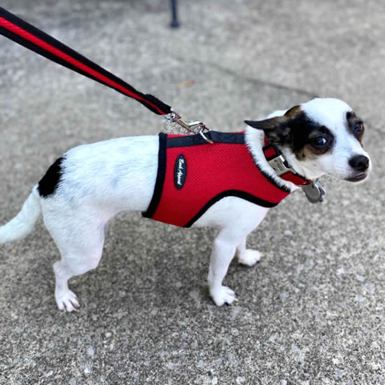 A small white dog with black and tan markings wearing the red mesh Wrap-N-Go Harness with the matching leash.