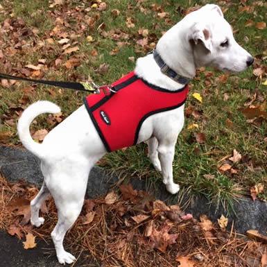 A white dog wearing the red mesh Wrap-N-Go Harness.