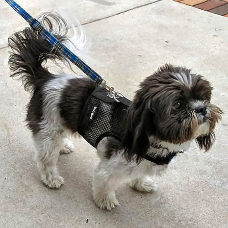 A black and white Shih Tzu wearing the black net Wrap-N-Go Harness.