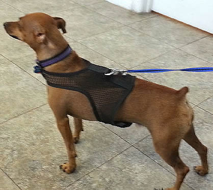 A brown dog wearing the black net Wrap-N-Go Harness.