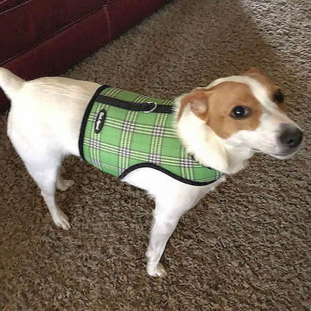 A tan and white dog wearing the green plaid Wrap-N-Go Harness.
