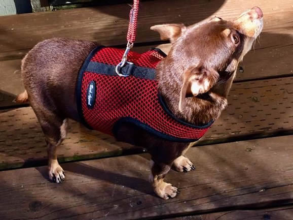 A brown Chihuahua wearing the red net Wrap-N-Go Harness.