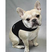 A fawn French Bulldog sitting, wearing the black mesh Wrap-N-Go Harness.