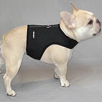 A fawn French Bulldog showing the side of the Wrap-N-Go Harness.