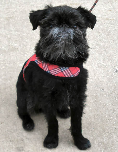 A black rough Brussels Griffon wearing the red plaid Wrap-N-Go harness.