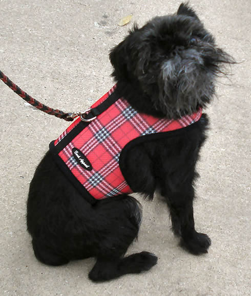 A black, rough Brussels Griffon showing the side of the red plaid Wrap-N-Go Harness.