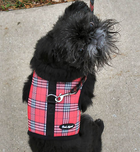 A black rough Brussels Griffon wearing the red plaid Wrap-N-Go Harness.