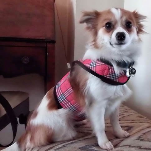 A fuzzy tan and white dog wearing the red plaid Wrap-N-Go Harness.