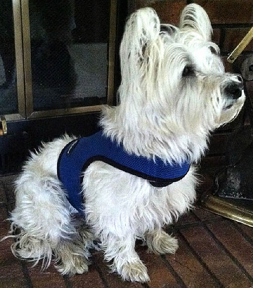 A West Highland White Terrier wearing the blue mesh Wrap-N-Go Harness.