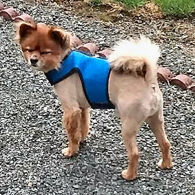A tan dog wearing the blue mesh Wrap-N-Go Harness.