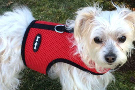 A white fuzzy dog wearing the red mesh Wrap-N-Go Harness.