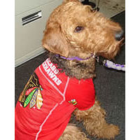 blackhawks jersey dog