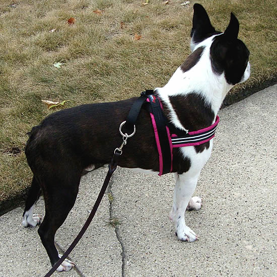  ComfortFlex Sport Harness - American Made No Pull Dog Harness  for Small, Medium, Large Dogs - Padded, Reflective No Rub Harness for  Walking & Running - Small/Medium, Hot Pink 