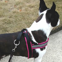 comfortflex dog harness