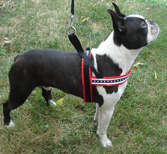  ComfortFlex Sport Harness - American Made No Pull Dog Harness  Medium Sized Dog - Lightweight, Padded, Reflective No Rub Harness for  Walking & Running - Medium, Hunter Orange : Pet
