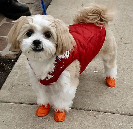 Pawz Disposable Dog Boots for Small Dogs from Golly Gear