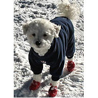 little dog snow boots