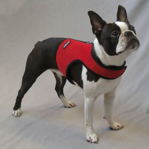 Dog harness horror - good intentions go badly - GollyGear Blog about dogs