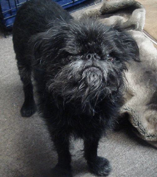 Don't Outsource Dog Training