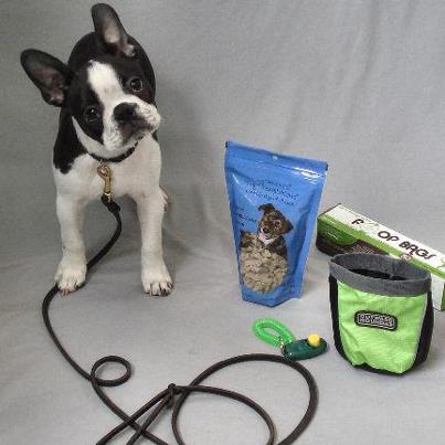 Being nice isn't dog training