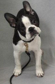 Dog training collars are just another myth