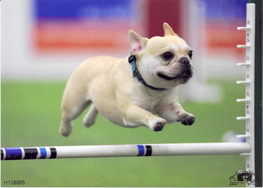 News flash: Nobody's perfect. No dog is perfect, either