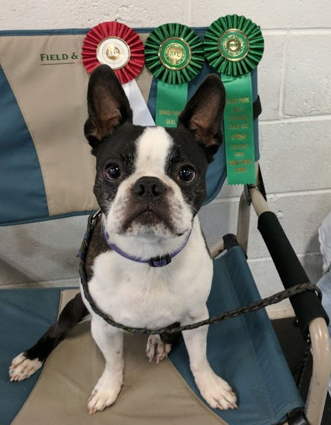 Show off your dog tricks