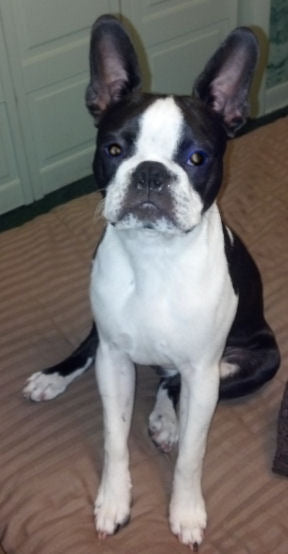 Notice Your Dog's Behavior