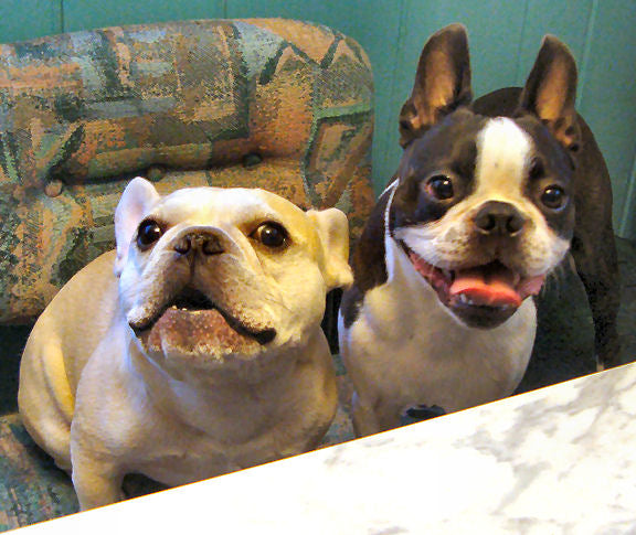 Smart dogs find a way
