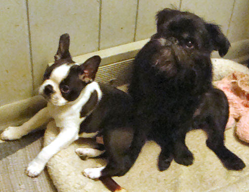 Doggie see, doggie do - dogs learn from other dogs