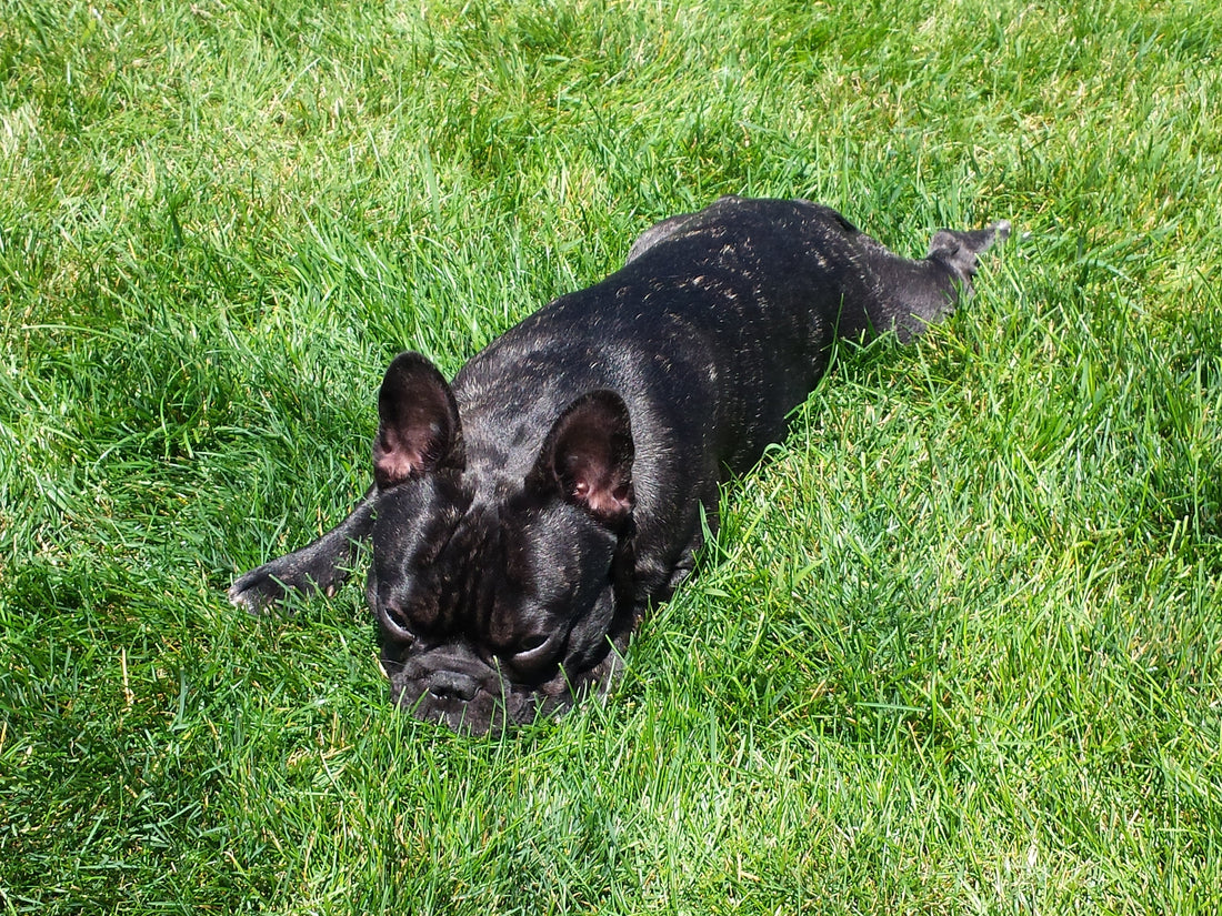 From Mud to Meltdown: Helping Your Dog Adjust to Spring’s "Yo-Yo" Weather