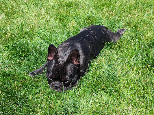 From Mud to Meltdown: Helping Your Dog Adjust to Spring’s "Yo-Yo" Weather