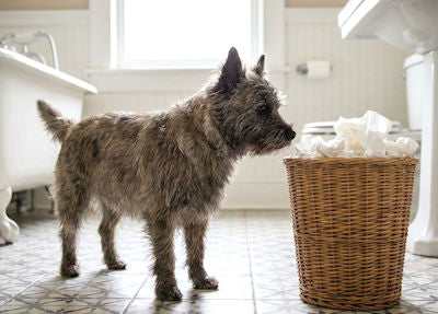 Stop Playing Detective: Why Your Dog’s "Why" Doesn't Matter