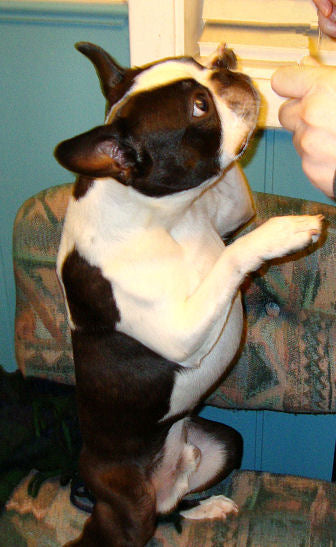 Pet tricks aren't stupid
