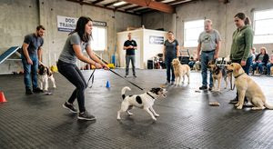 Catch Them Being Good: Why Rewarding "Nothing" Fixes Bad Dog Behaviors