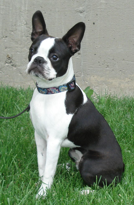 Watch your body language when dog training