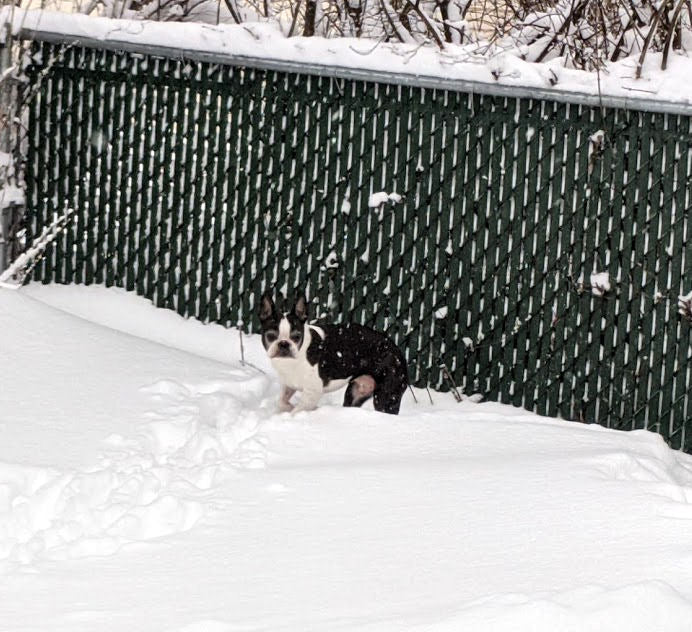 It's all about choice in dog training