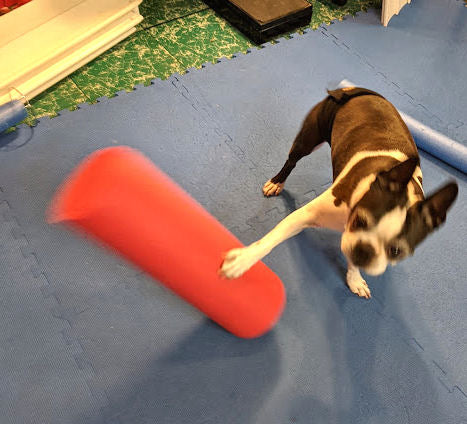 Build confidence with “What’s That?” Dog Training Game