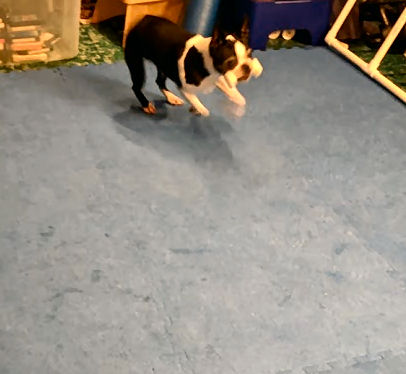 Special dogs need routine even more