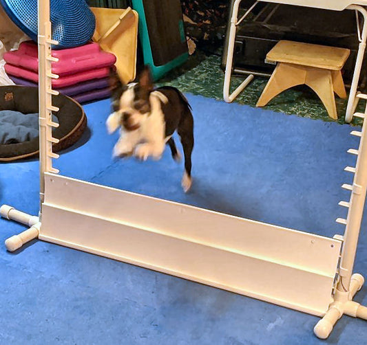 The easiest part of dog training