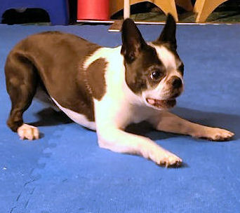 Get your dog to come dashing to you every time