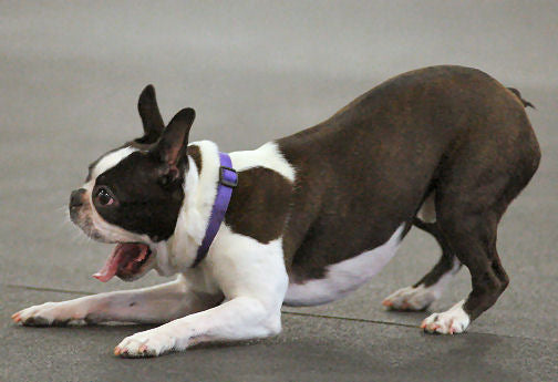 Play "Throw Your Dog Away!"