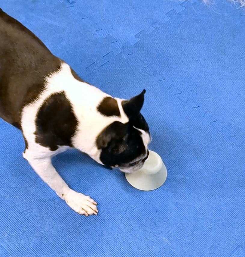 Dog Trainers Talk To Aliens