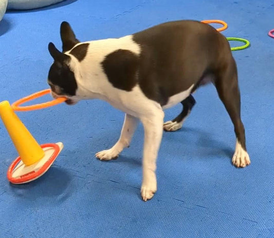 Don’t say No! Use a non-reward marker in dog training