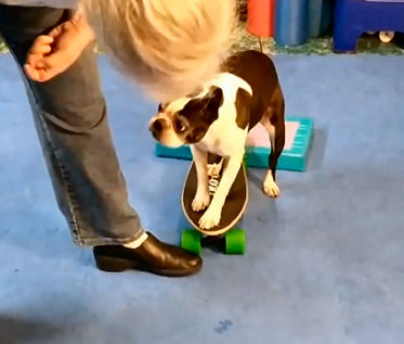 Dogs don't judge