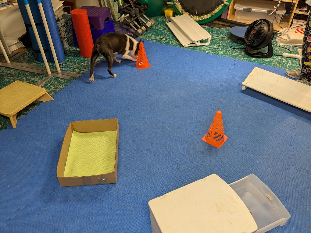 Tired Dog? Why Training Games Beat Long Walks | 2-Minute Trainer