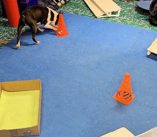 Dog Training Game: Sniff It Out